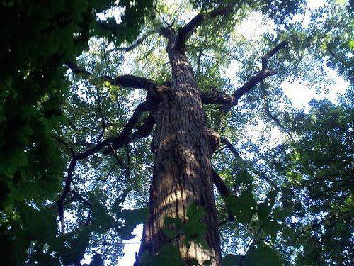 Hangman's Elm (boweryboyshistory.com)
