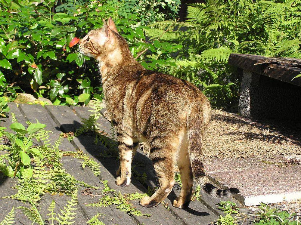 Kucing Sokoke (The original uploader was SHD at English Wikipedia. A. Turto en:User:SHD (self made), CC BY-SA 2.5, via Wikimedia Commons)