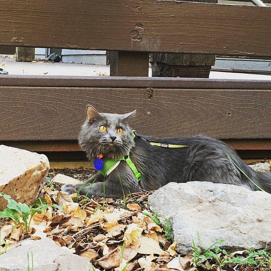 Kucing Nebelung (Aehlert95, CC BY-SA 4.0, via Wikimedia Commons)