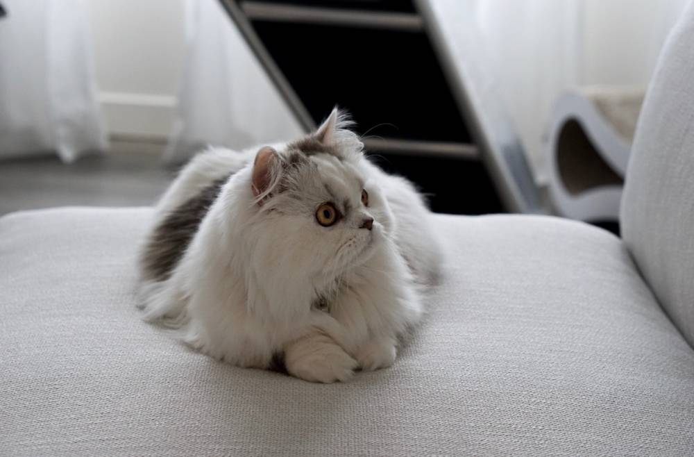 Kucing Minuet (Parkerwh, CC BY-SA 4.0, via Wikimedia Commons)