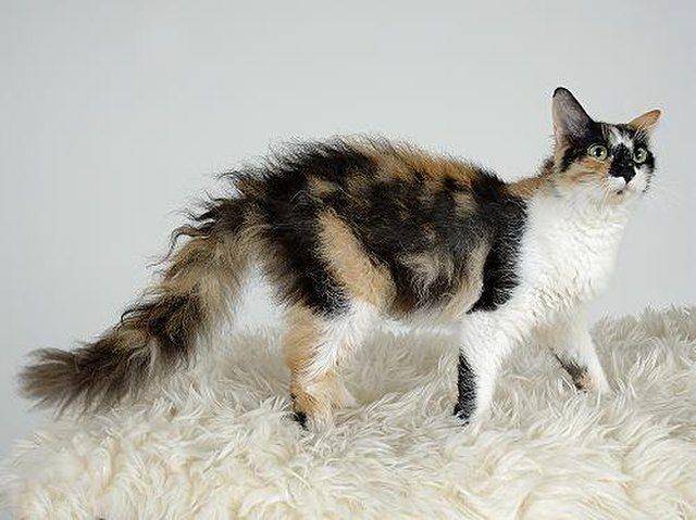 Kucing LaPerm ( Bebopscrx, CC BY-SA 3.0, via Wikimedia Commons)