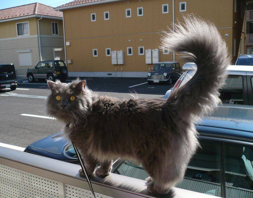 Kucing Chantilly-Tiffany (Jennie Kondo (Jennie Valdivieso Kondo - Grialte), CC BY-SA 3.0, via Wikimedia Commons)