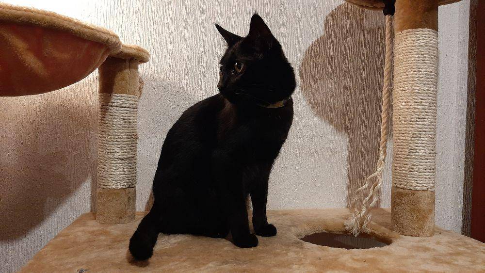 Kucing Bombay (Azul Pagnotta, CC BY-SA 4.0, via Wikimedia Commons)