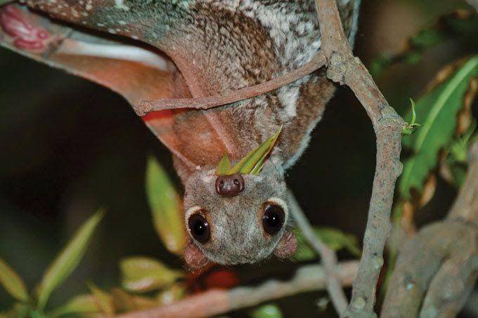 ilustrasi lemur terbang yang sedang makan (sciencenews.org/Night Spotting Project)