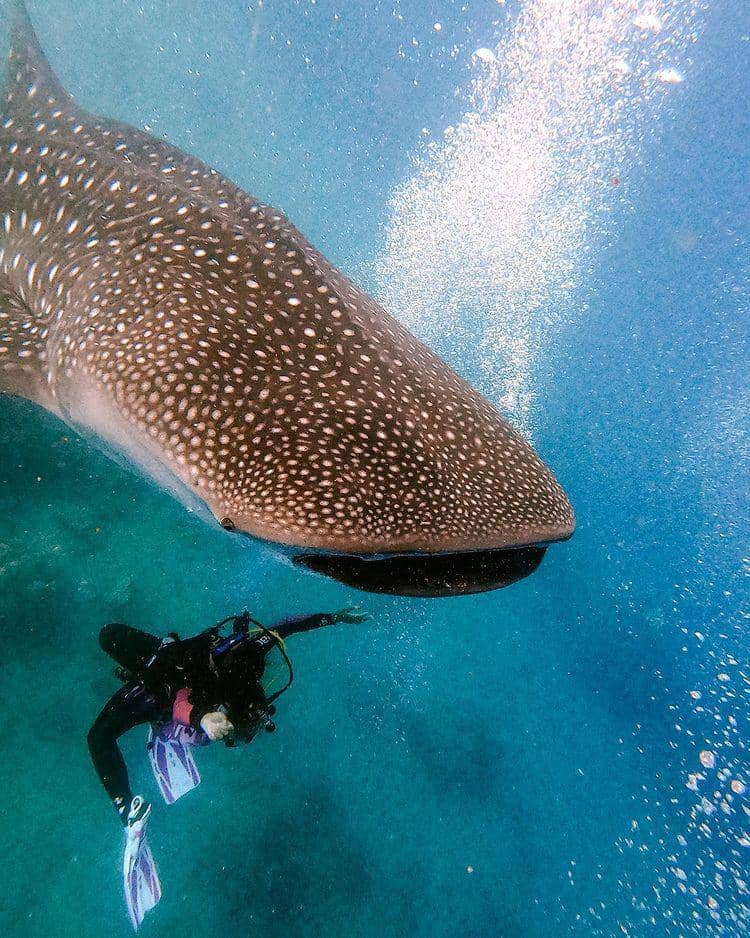 potret Awkarin diving (instagram.com/awkarin)