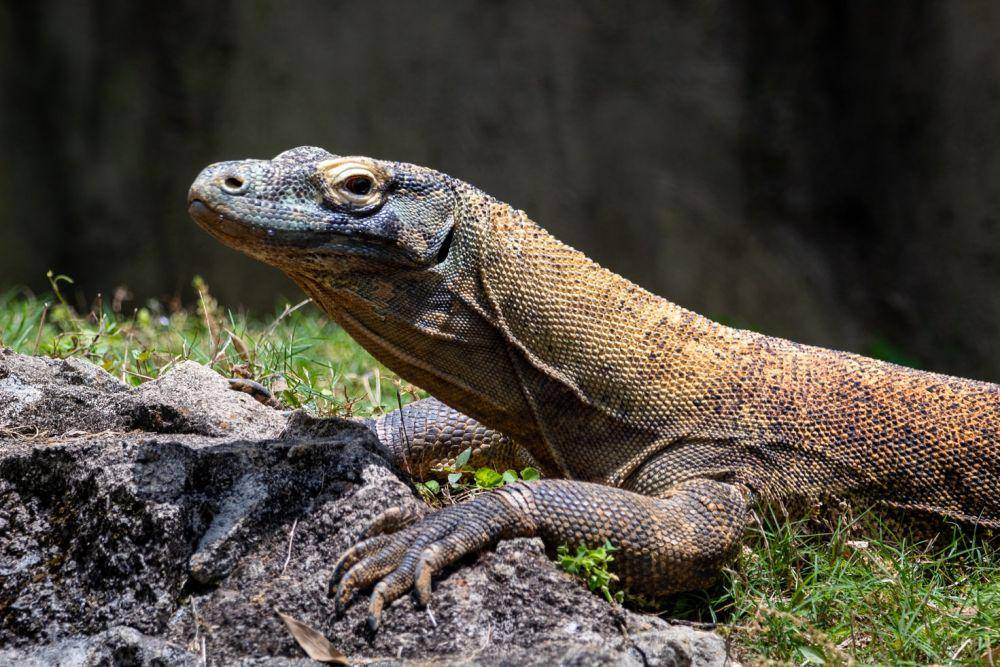Komodo termasuk di dalam kelompok fauna peralihan pada Garis Wallace. (unsplash.com/Joshua J. Cotten)