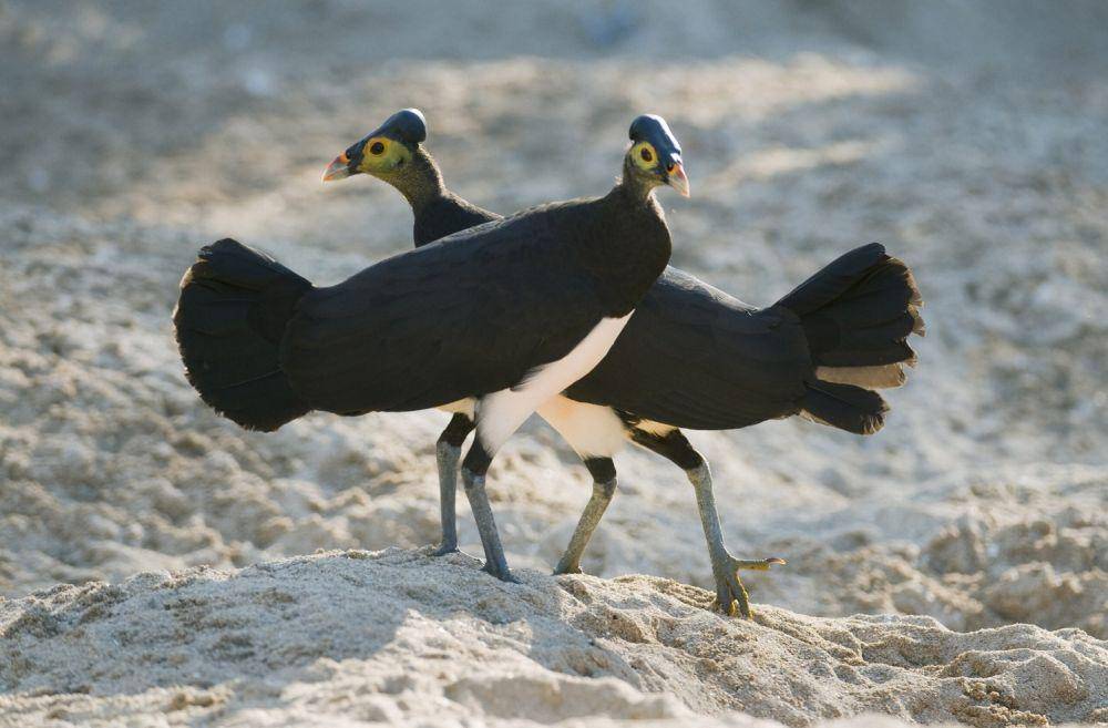 Burung maleo merupakan spesies langka yang kini terancam punah. (iucnsos.org/Kevin Schafer)