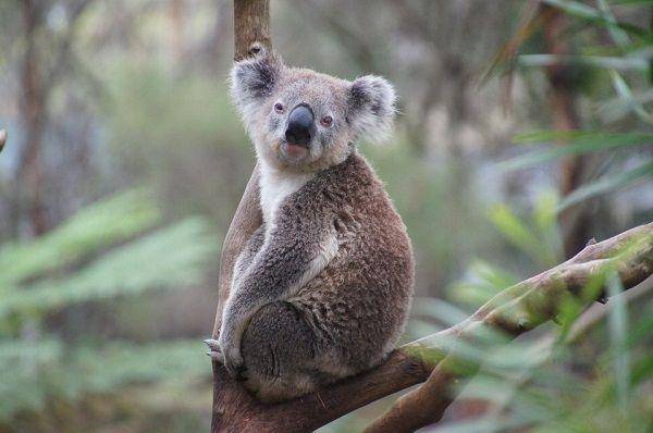 ilustrasi koala (pixabay.com/MartinStr)