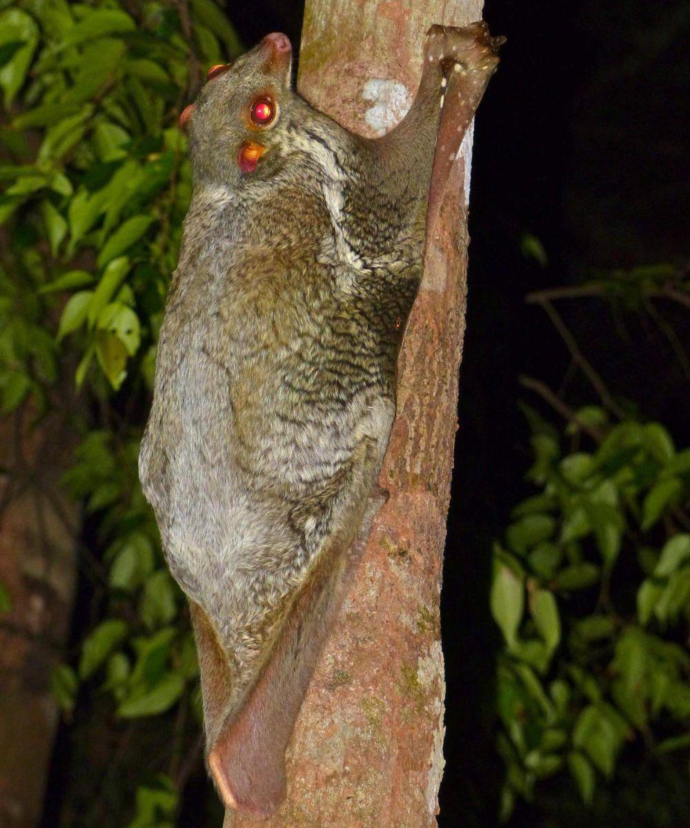 ilustrasi lemur terbang (thainationalparks.com/Bernard Dupont)