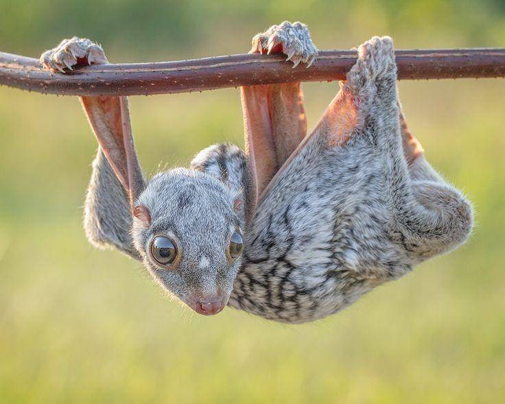 ilustrasi lemur terbang (solentnews.co.uk/Hendy Mp)