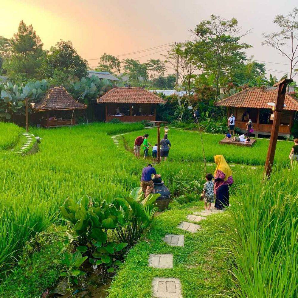 Sawah Segar (instagram.com/tomatexplorer)
