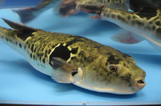 10 Olahan Makanan Berbahan Dasar Ikan Buntal, Berani Coba?