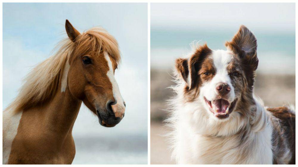 ilustrasi kuda (unsplash.com/Silje Midtgård) | anjing (unsplash.com/Pauline Loroy)