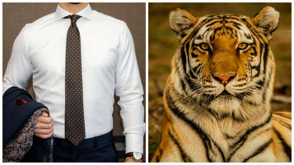 ilustrasi kemeja (unsplash.com/Benjamin Rascoe) | harimau (unsplash.com/Blake Meyer)
