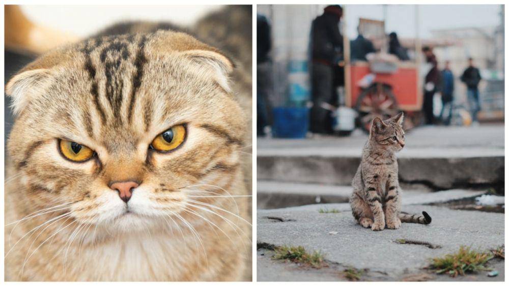 ilustrasi di dekat kucing (unsplash.com/Đồng Phục Hải Triều) | kucing di kejauhan (unsplash.com/Emre)