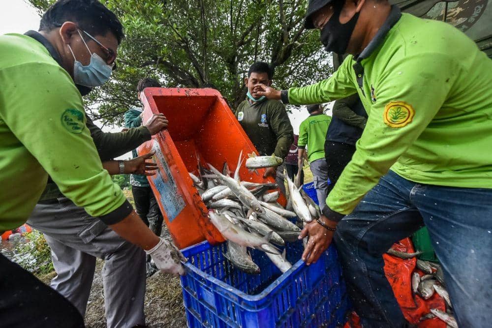 Pembagian hasil panen ikan bandeng oleh Pemkot Surabaya kepada warga MBR. (dok. Humas Pemkot Surabaya)