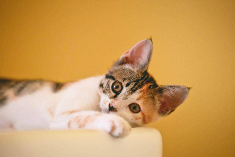 ilustrasi seekor kucing (pexels.com/Cong H)