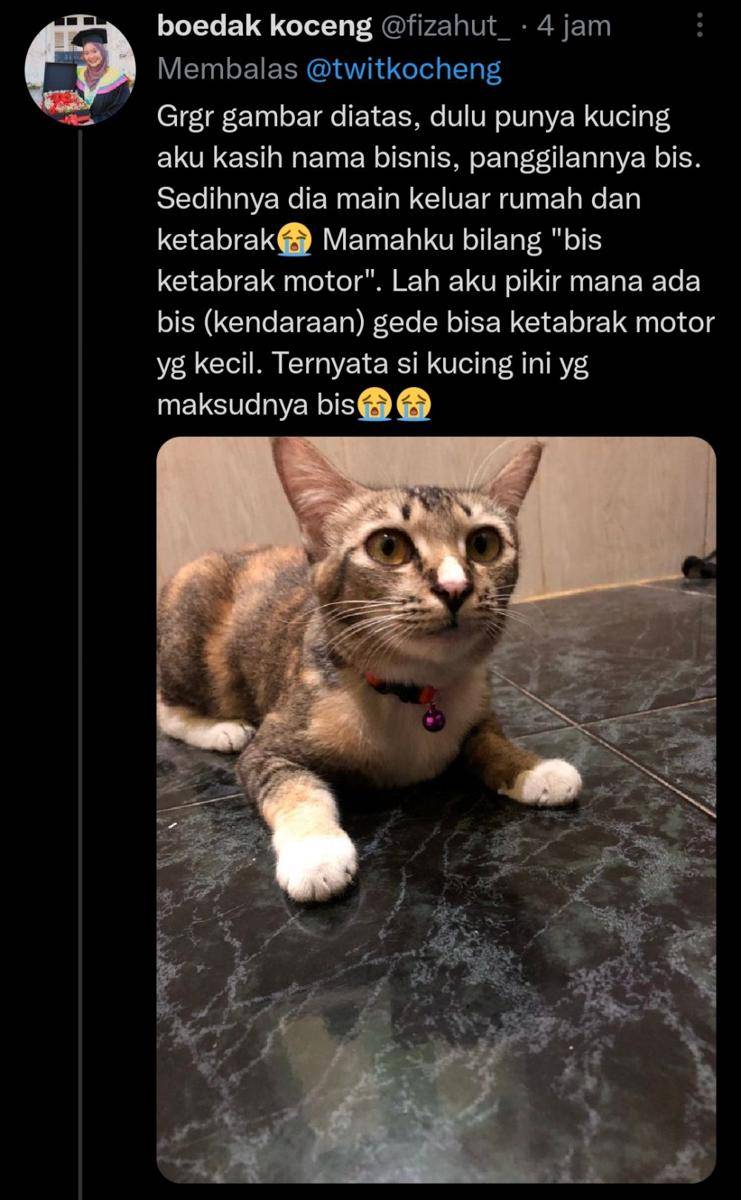 Nama panggilan kucing anti mainstream (twitter.com/fizahut_)