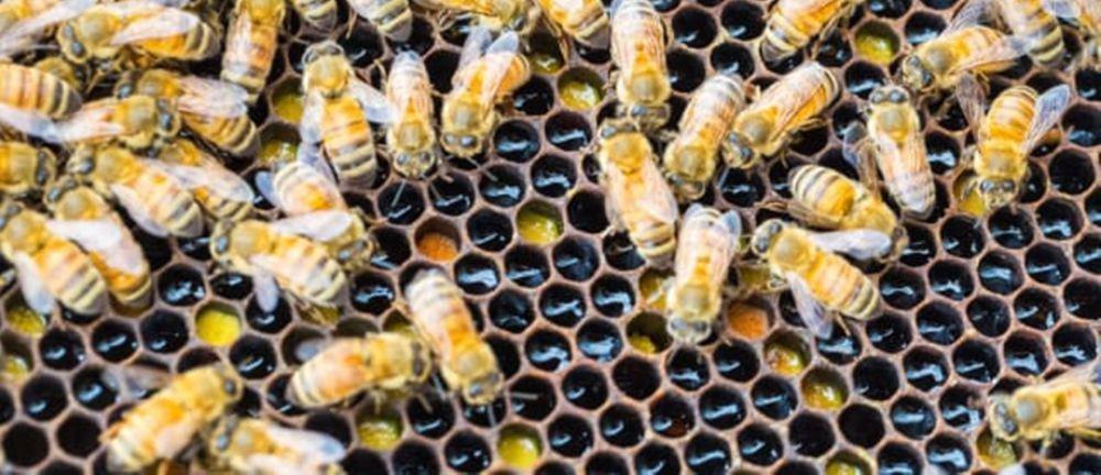 [QUIZ] Tes Seberapa Trypophobia Kamu!