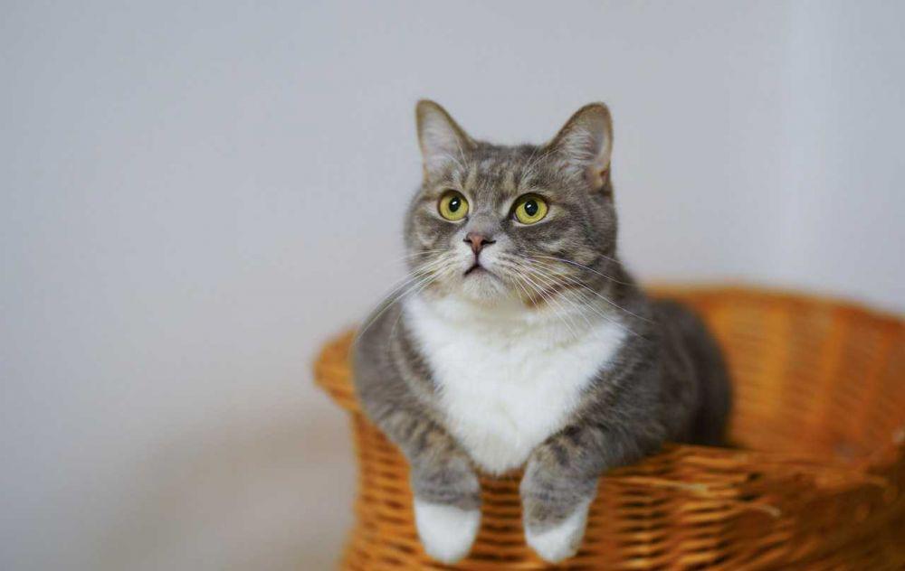 7 Kesalahpahaman soal Kucing yang Sering Dianggap Benar