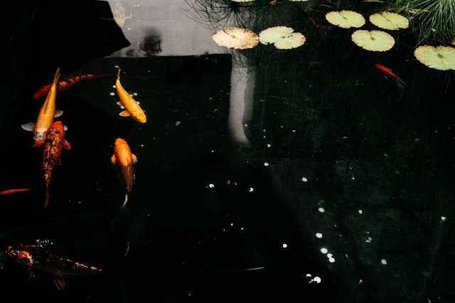 ilustrasi ikan koi di taman (pexels.com/Bruno Cervera)