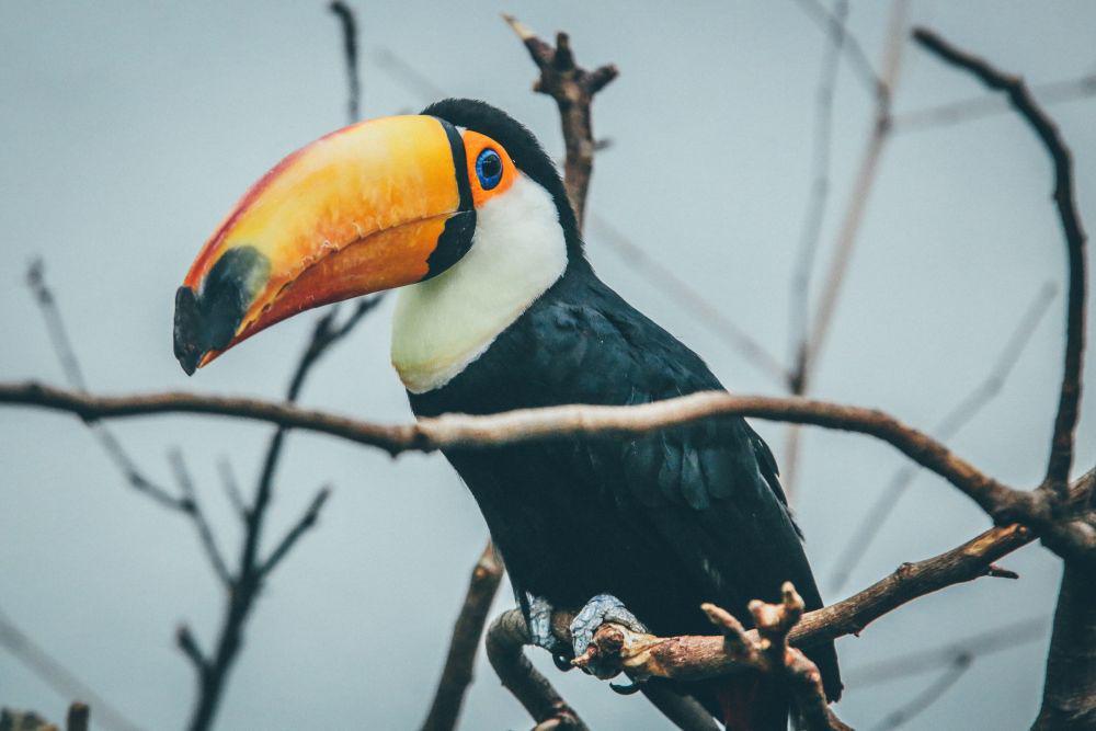 5 Fakta Tentang Burung Toco Toucan, Burung Dengan Paruh Paling Unik