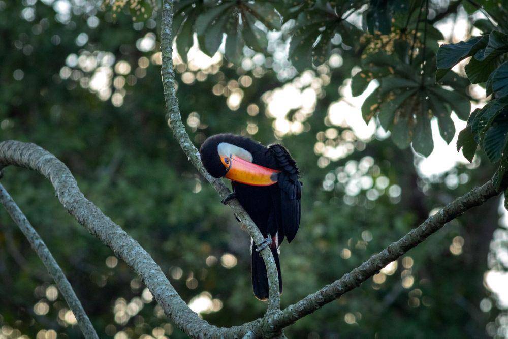 Burung Toco Toucan (pexels.com/Mateus Rauber)