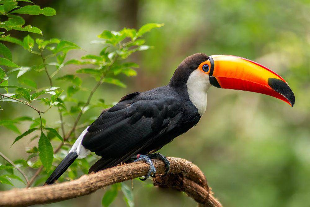 Burung Toco Toucan (pexels.com/Tiago L BR)