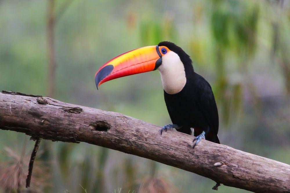 Burung Toco Toucan (pixabay.com/zeedoo)