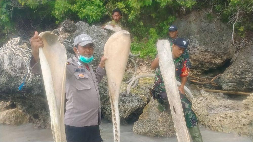 Tulang ikan raksasa yang ditemukan warga di Kabupaten Kepulauan Selayar, Sulawesi Selata. Dok IDN Times/Istimewa