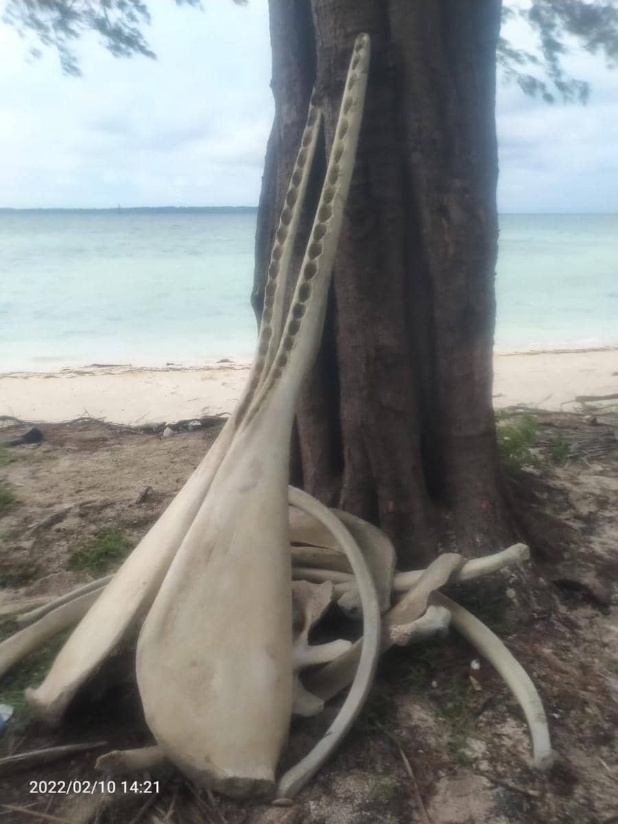 Tulang ikan raksasa yang ditemukan warga di Kabupaten Kepulauan Selayar, Sulawesi Selata. Dok IDN Times/Istimewa