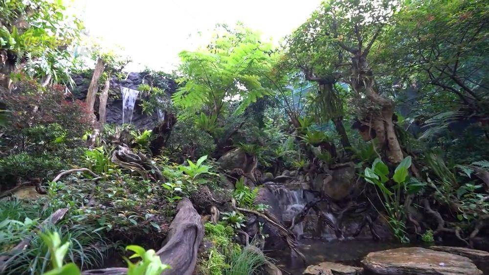 aviary Irfan Hakim (youtube/DeHakims Aviary)