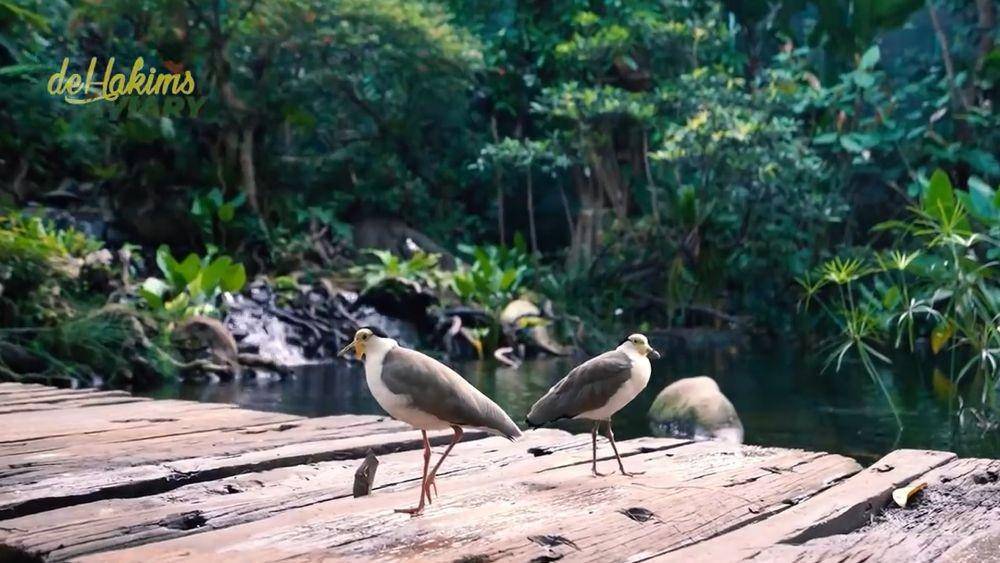 aviary Irfan Hakim (youtube/DeHakims Aviary)