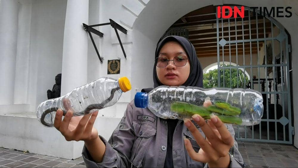 Penemuan ular cobra dan insularis di Benteng Vastenburg Solo. IDNTimes/Larasati Rey