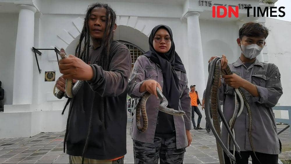 Ular Kobra Ditemukan di RS Darurat COVID-19 Solo yang Akan Dibuka