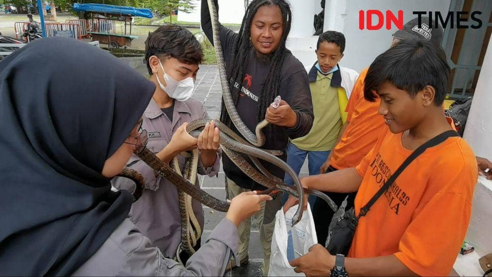 Penemuan ular di Benteng Vastenburg Solo. IDNTimes/Larasati Rey