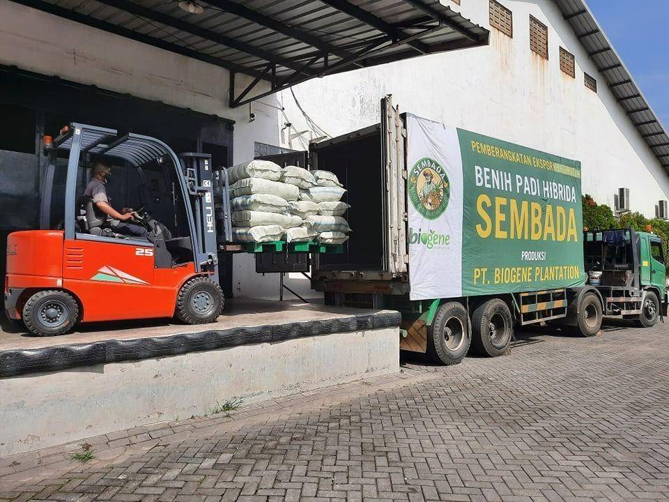 Indonesia ekspor padi Sembada 188 ke Brunei Darussalam (Dok. Kemlu)