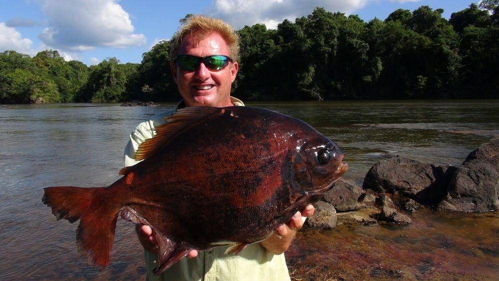 ikan pacu (Pixabay.com/BillsChannelYoutube)