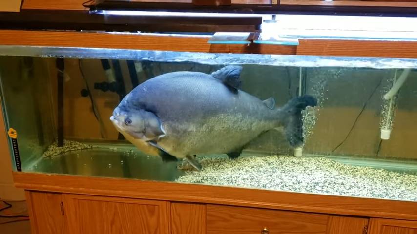 ikan pacu hitam (youtube.com/OhioFishRescue)