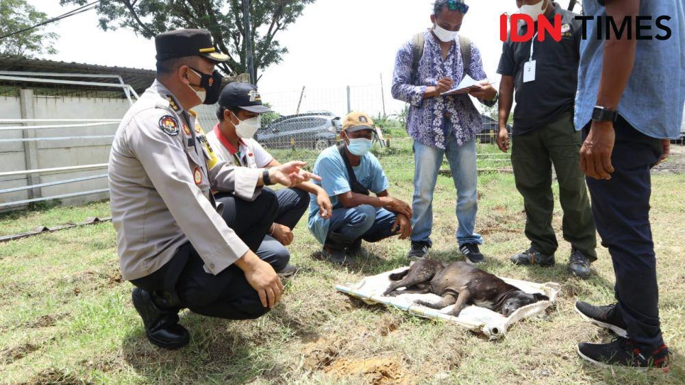 Anjing Liar di Mandalika Ditembaki Obat Bius Demi Keamanan saat MotoGP