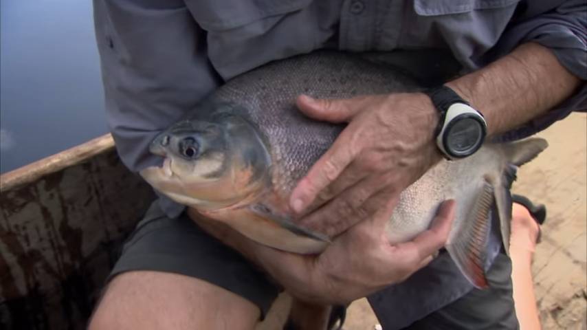 Ikan pacu perut merah (Youtube.com/RiverMonster)