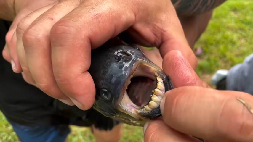 Gigi ikan pacu (Youtube.com/Chandler'sWildLife)