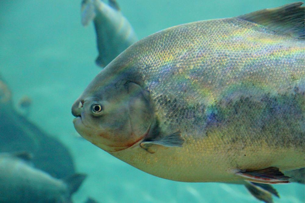 5 Fakta Ikan Pacu, Ikan dengan Gigi Seperti Gigi Manusia!