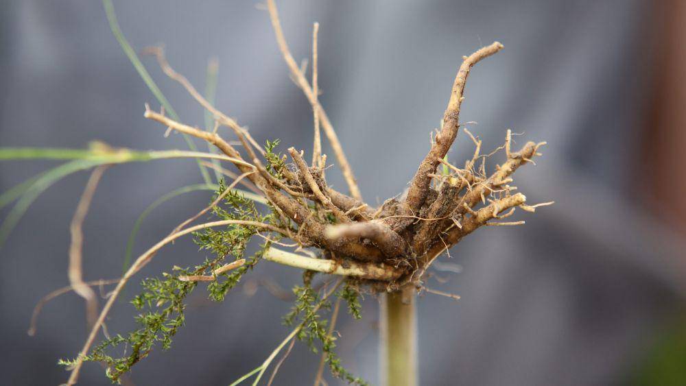 ilustrasi valerian root (pixabay.com/xbqs42)