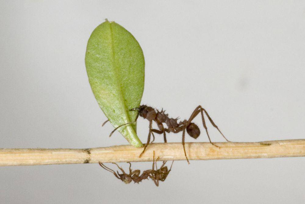 Semut pemotong daun dari genus Acromyrmex (commons.wikiperdia.org/Deadstar0)
