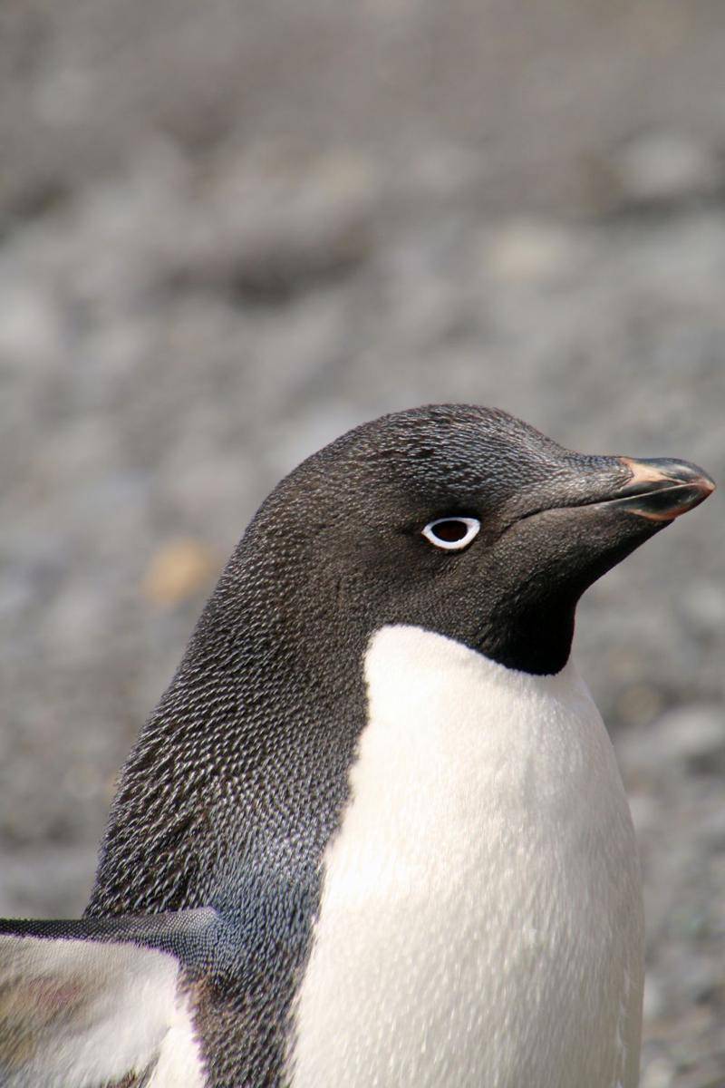 pinguin adelie, spesies pinguin penghuni antartika (pixabay.com/SarahNic)