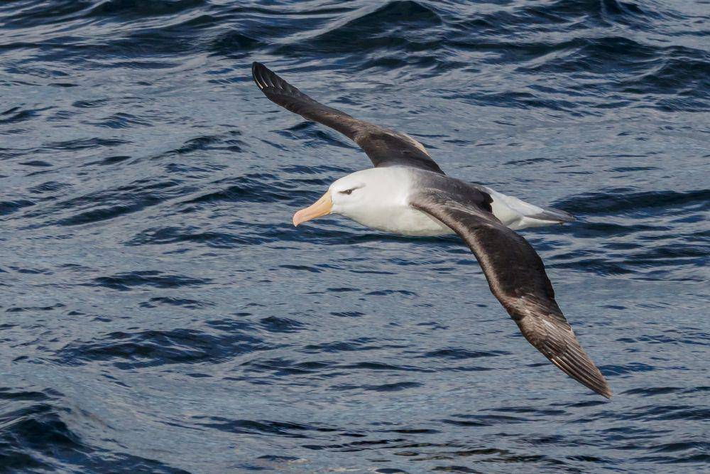 burung black-browed albatross (Pixabay.com/jmarti20)