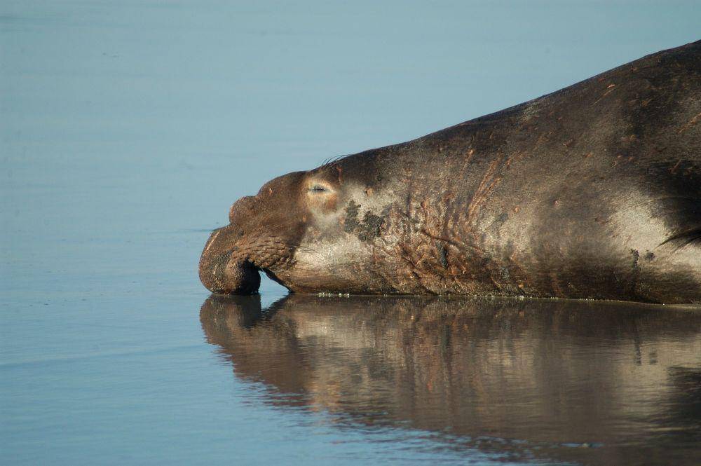 anjing laut gajah antartika (pixabay.com/12019)