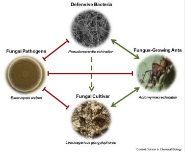 Peranan bakteri pada simbiosis semut pemotong daun dan jamur. (sciencedirct.com/Batey dkk.)
