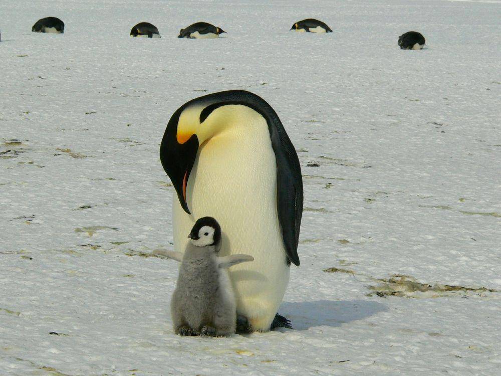 pinguin kaisar, spesies pinguin terbesar (pixabay.com/MemoryCatcher)